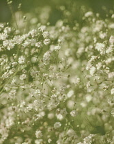 , Gypsophila.