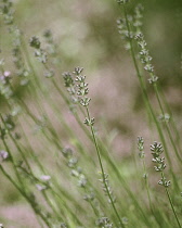 Lavender, Lavandula augustifolia.