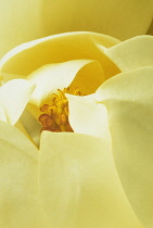 Magnolia, Magnolia grandiflora.