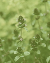 Marjoram, Oregano, Origanum vulgare.