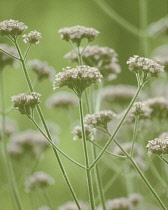 Verbena, Brazilian verbena, Verbena bonariensis.