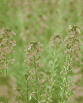 Wallflower, Perennial wallflower, Erysimum 'Bowles Mauve'.