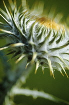 Thistle, Carline thistle, Carlina vulgaris.