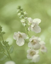 , Diascia.