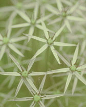 Allium, Allium cristophii.