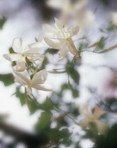 Jasmine, Jasminum officinale.