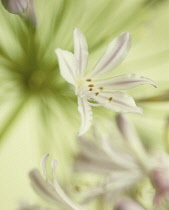 Agapanthus.