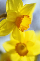 Daffodil, Narcissus 'Barrett Browning'.