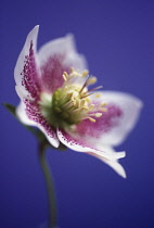 Hellebore, Helleborus hybridus.
