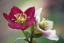 Hellebore, Helleborus hybridus.