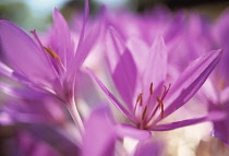 Crocus, Autumn crocus, Colchicum tenori.