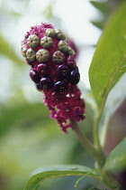 Poke Root, Poke weed, Phytolacca americana.