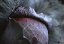 Cabbage, Red cabbage, Brassica oleracea.