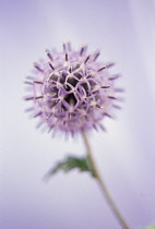 Globe Thistle, Echinops bannaticus.