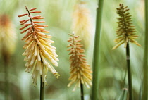 Red Hot Poker, Kniphofia 'Toffee Nosed'.