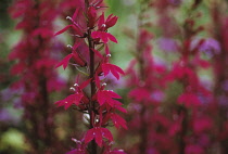 Lobelia, Lobelia 'Hadsens Purple'.