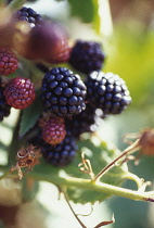 Blackberry, Rubus laciniatus 'Loch Ness'.