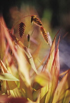 Wood Oats, Northern sea oats, Chasmanthium latifolium.