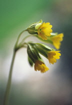 Cowslip, Primula veris.