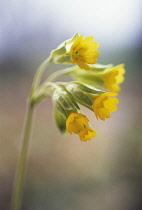 Cowslip, Primula veris.