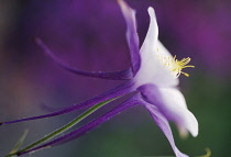 Aquilegia, Columbine, Aquilegia caerulea.