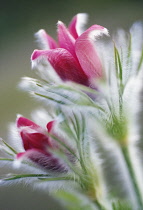 Pasque flower, Pulsatilla vulgaris.