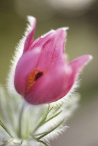 Pasque flower, Pulsatilla vulgaris.
