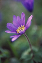 Anemone, Anemone blanda.