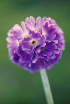 Primrose, Drumstick primrose, Primula, Primula denticulata.