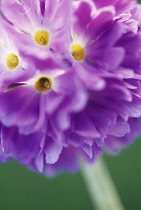 Primrose, Drumstick primrose, Primula, Primula denticulata.