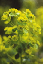 Euphorbia, Spurge, Euphorbia Robbaie.