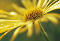 Leopard's Bane, Doronicum.
