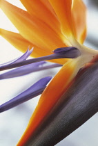 Bird of Paradise, Strelitzia reginae.