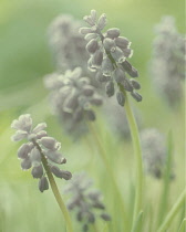 Grape Hyacinth, Muscari.