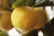 Lemon, Ponderosa lemon, Citrus Ponderosa.