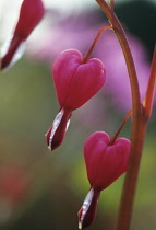 Bleedingheart, Dicentra spectabilis.