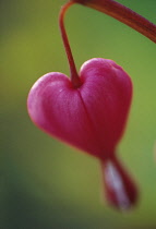 Bleedingheart, Dicentra spectabilis.