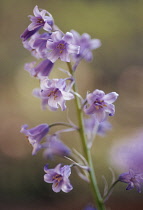 Bluebell, Spanish bluebell, Hyacinthoides hispanica.