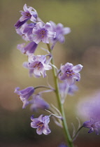 Bluebell, Spanish bluebell, Hyacinthoides hispanica.