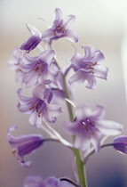 Bluebell, Spanish bluebell, Hyacinthoides hispanica.