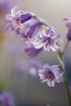 Bluebell, Spanish bluebell, Hyacinthoides hispanica.