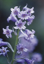 Bluebell, Spanish bluebell, Hyacinthoides hispanica.