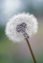 Dandelion clock, Taraxacum officinale.