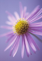 Aster, Aster x frikartii.