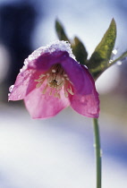 Hellebore, Helleborus hybridus.