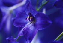 Delphinium, Delphinium 'Blue Bees'.