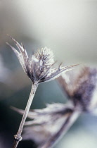 Sea Holly, Miss Wilmott's ghost, Eryngium giganteum 'Miss Wilmott's ghost'.