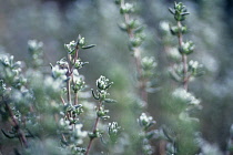 Thyme, Thymus vulgaris.