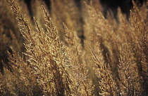 Feather reed grass Calamogrostis x acutiflora 'Karl Foerster'.