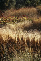 Switchgrass, Panicum virgatum.